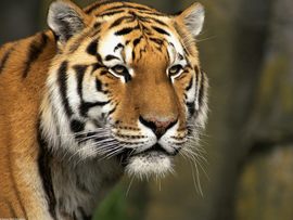 Curious Cat Siberian Tiger