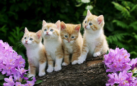 Curious Kittens