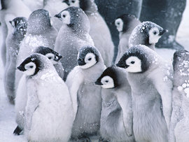 Cute Arctic Penguins