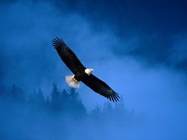 Flight Ofdom Bald Eagle