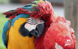 Friends Macaws