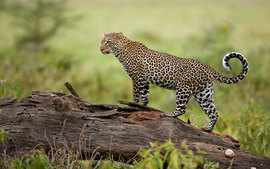 Leopard Kenya