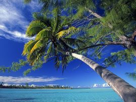 Palm Tree Society Island Beach