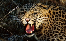 Snarling Cheetah