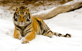 Snowy Afternoon Tiger 2
