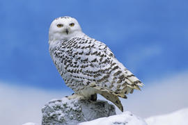 Snowy Owl Other