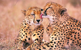 South African Cheetahs 2