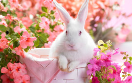 Springtime Hare