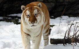 Strange Snow Tiger