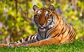 Tiger Desktop Wallpapers