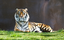 Tiger Staring
