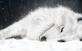 White Fox In Ice