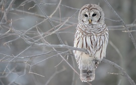 White Owl Tree