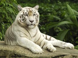 White Tiger Singapore