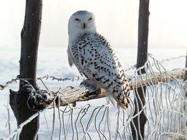 White Winter Owl