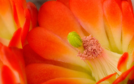 Claret Cup Cactus Blossom