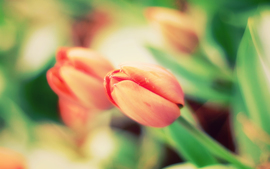 Early Tulips