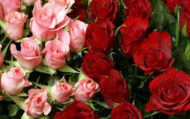 Pink Red Roses Bouquet