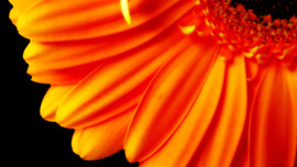 Pure Orange Flower