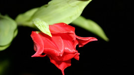 Red Flower In Black