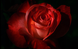 Red Rose Desktop Wallpaper