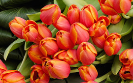 Tulip Flowers Arrangement