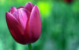 Tulip FlowerWide
