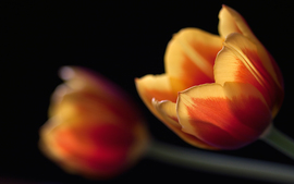 Tulips Couple