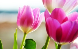 Tulips Spring