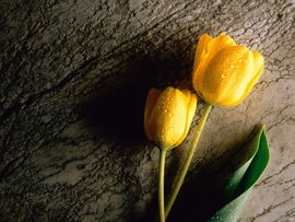 Two Wet Yellow Tulips
