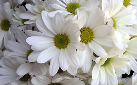 White Lilys