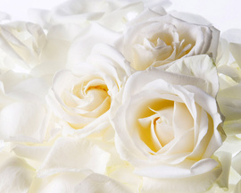 White Roses Desktop Wallpapers