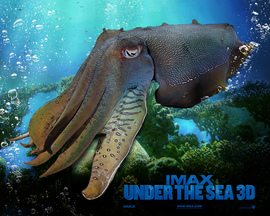 Imax Under The Sea Wallpaper