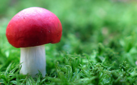 Red Mushroom In Green