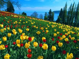 Field Of Tulips Germany