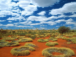 Old Spinifex Rings Little Sandy Desert Australia