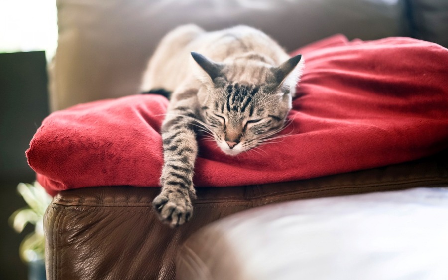 Cat Rest Photo