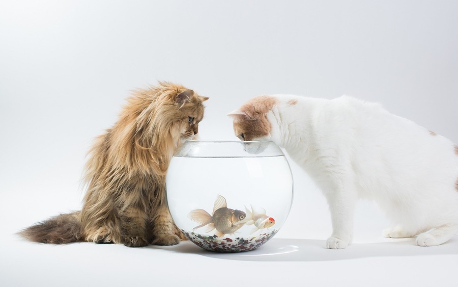 Cats Fish bowl