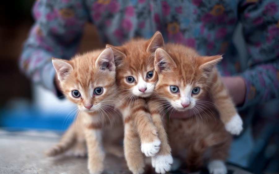 Lovely Kittens Photo