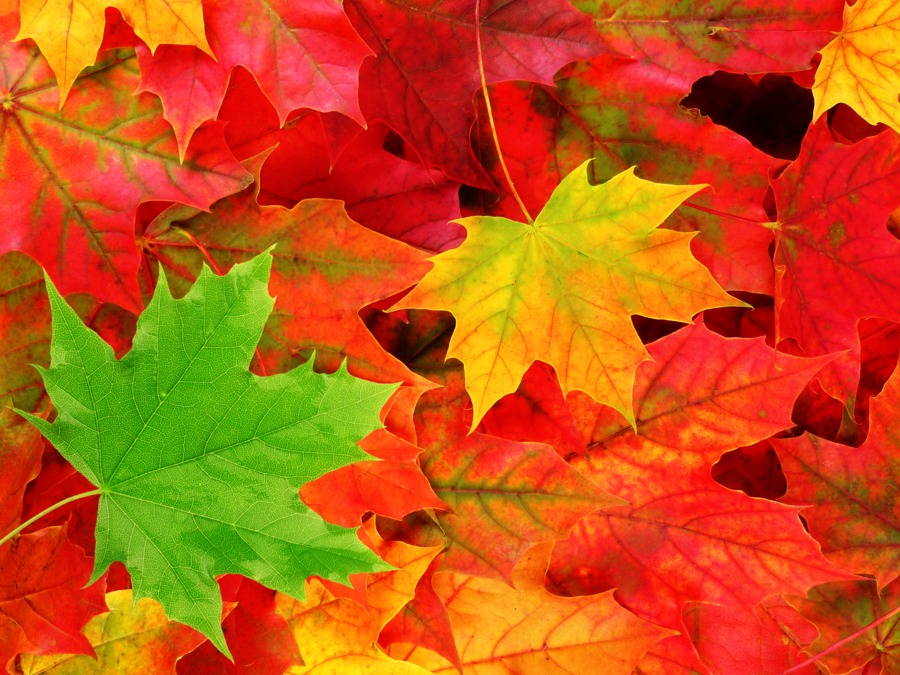 Autumn Leaves Image