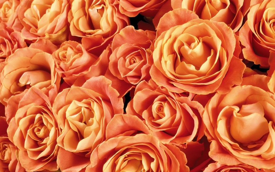 Orange Roses Backgrounds