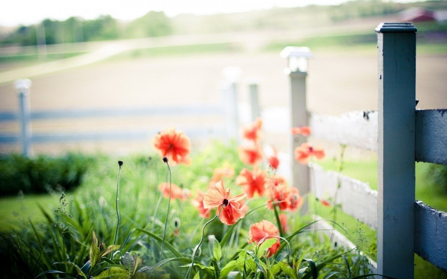 Summer Flowers Poppies Fence Macro Hd Wallpaper