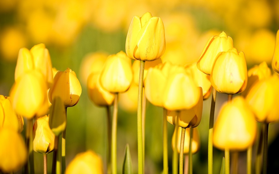 Summer Yellow Tulip