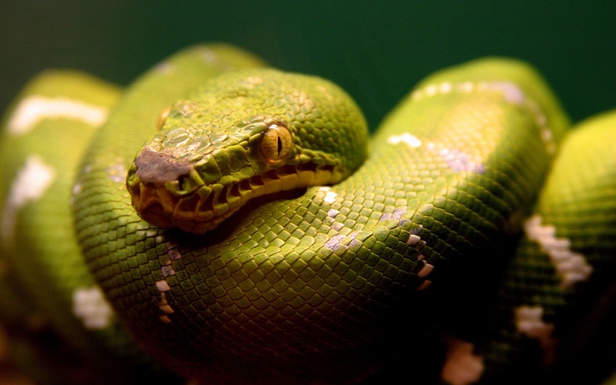 A Green Snake Wallpaper