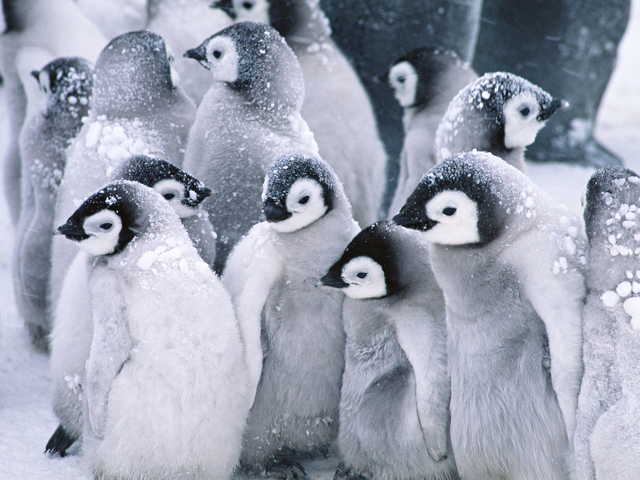 Cute Arctic Penguins