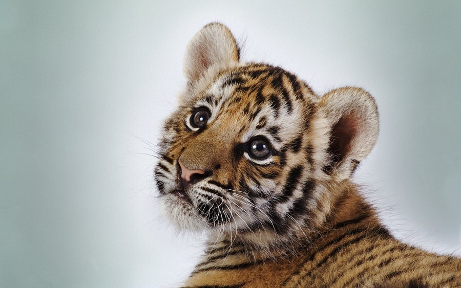 Cute Tiger Cub
