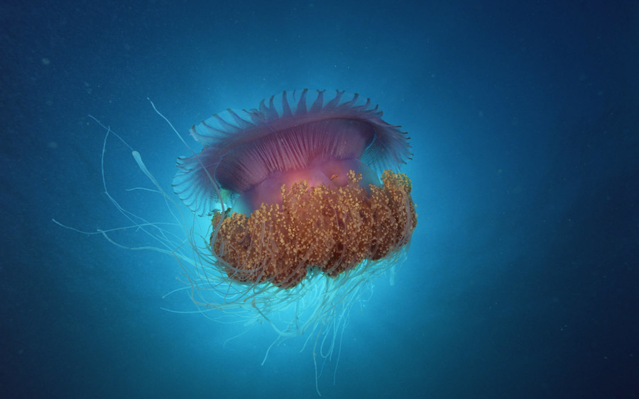 Jellyfish Under Sea