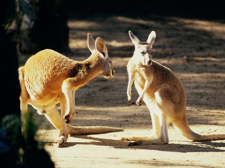 Kangaroo Conversation Australia