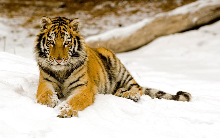 Snowy Afternoon Tiger 2