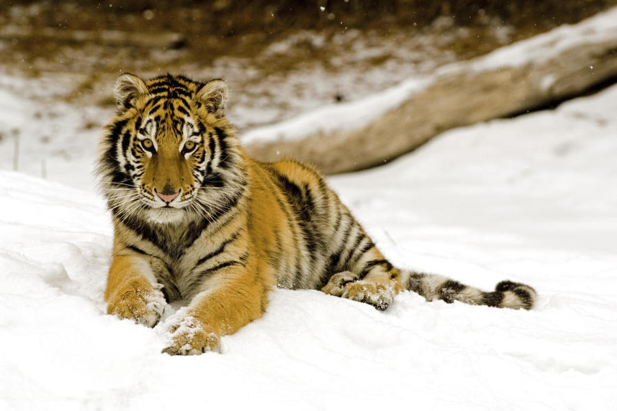 Snowy Afternoon Tiger Other